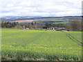 Rapeseed field at Howden