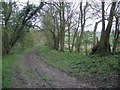 Bridleway Through Blackwell Spinney in Carlton Parish