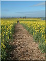 SK2516 : Footpath through fields of gold by Mark Walton