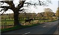 Franche Road near Kidderminster