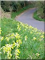 Cowslips in the verge