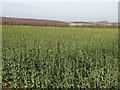 Oil-seed rape near Everleigh