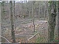 Logging at Burnhouse Gill