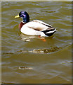 Mallard Duck on JCB lakes