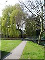 Weeping willow and footbridge near the mill leat