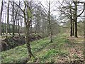 SJ9512 : Trees by Dismantled Railway, Pillaton, Staffordshire by Roger  Kidd