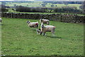 Lambs near Rare Dean with Pan Burn valley behind them