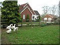 Gaggle of geese, a peacock and a cattery