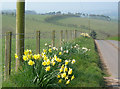 Roadside Flowers