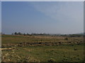 Tir Fferm ger Morfa Du / Farmland near Morfa Du