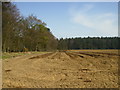 SE9587 : Potato field adjoining woodland at Sheepwalk Plantation by Phil Catterall