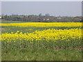 Rape Field