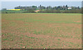 Crop Field near Birdsgreen, Shropshire