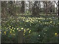 Daffodil plantation