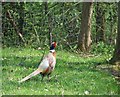 Pheasant, near Hartsgreen, Shropshire