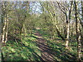 Woodland Footpath