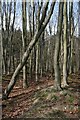 Beech Plantation, Mulgrave Woods