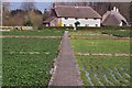 Watercress beds at Broad Chalke