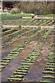 Regeneration of Watercress bed, Broad Chalke