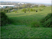 TL0421 : Field on Blows Downs With Grazing Cattle by John Yaxley