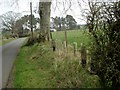 New hedge planting at East Linbank