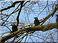 Jackdaws in a tree, East Grafton, Wiltshire