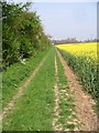 Footpath, hedgerow and oilseed rape field