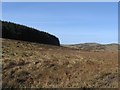 Edge of Sillywinny Woods looking toward Clevage Hills