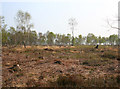 Felled birches, Fenn