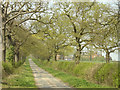 Oak-lined lane, Whitewood.