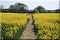 Rape Field New House Lane