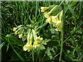 Essex Oxlip