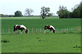 SO7990 : Horses grazing near Gatacre Green in Shropshire by Roger  D Kidd
