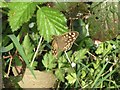 Speckled Wood butterfly on bramble