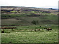 Rough pasture and moorland