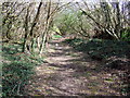 Path near Brynberian