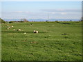 NZ3726 : Sheep may safely graze.... by Carol Rose