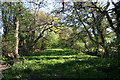 Tree-lined footpath