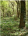 Early Bluebells in Dicker`s Wood