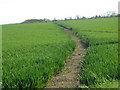 Footpath through cornfield