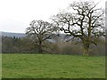 SO4689 : Old oaks, Hatton by Richard Webb