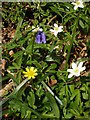 Native spring flowers in Coxhill woods