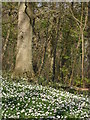 A carpet of wood anemones in Coxhill woods