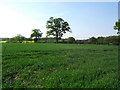 Trees in a field hedge.