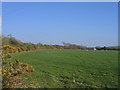 Defaid mewn cae ger Blaencelyn / Sheep in a field near Blaencelyn