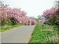 Blossom in the hedgerow (2)