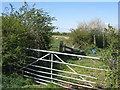 Field Gate, Hedges and Sheep from Highfield Lane