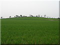 Farmland view towards a gentle hill