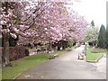 Spring blossom in the grounds of Rawdon Crematorium