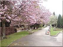 SE2238 : Spring blossom in the grounds of Rawdon Crematorium by Rich Tea